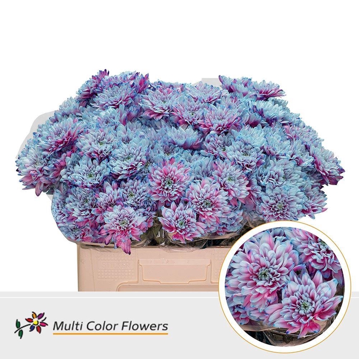 <h4>Chr. Tr 'Baltica' DYED Mermaid</h4>