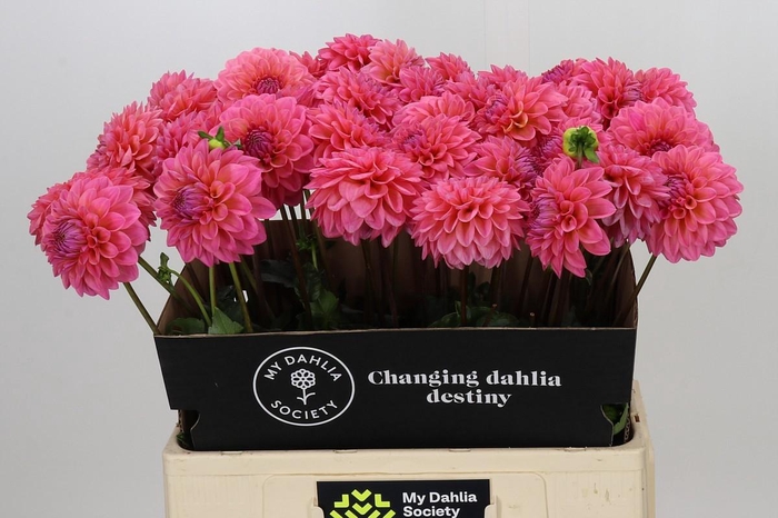 <h4>Dahlia Doris Duke</h4>