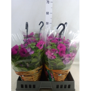 Petunia  'Famous Pink'