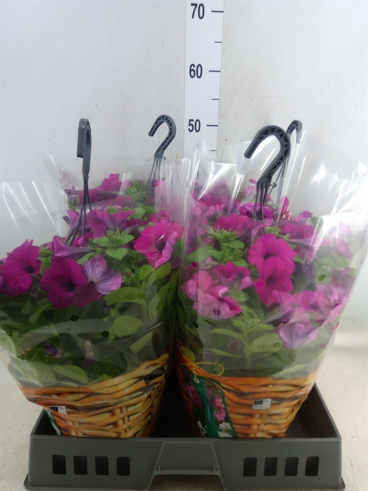 <h4>Petunia  'Famous Pink'</h4>