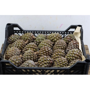 Pinea Groot X20 Crate