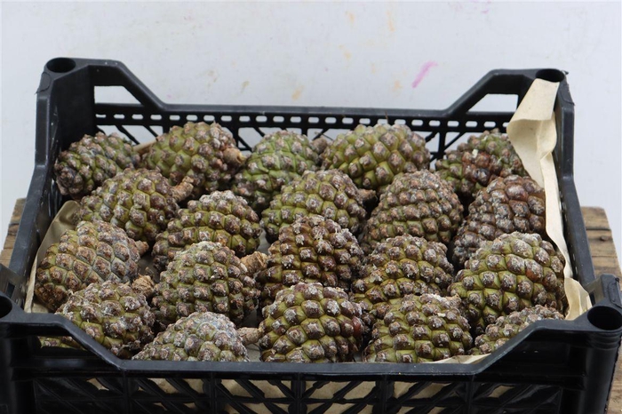 <h4>Pinea Groot X20 Crate</h4>