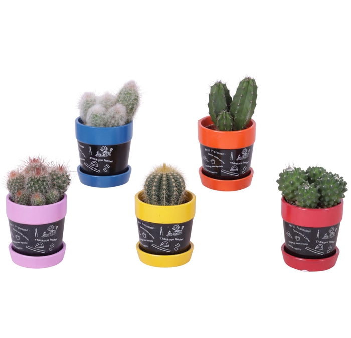 <h4>Thank you Teacher Arr. Cactus Ceramic Pot Blackboard Ø07cm 1PP</h4>