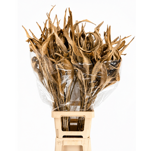 Strelitzia Leaves Dried Naturel