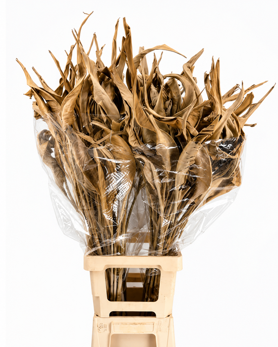 <h4>Strelitzia Leaves Dried Naturel</h4>