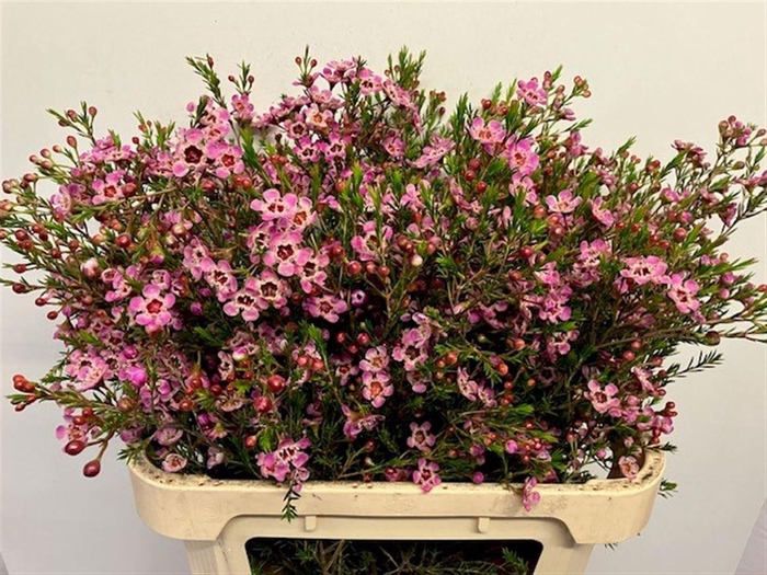 <h4>CHAME ME GRAND ADI</h4>