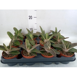 Gasteria  'Little Warty'