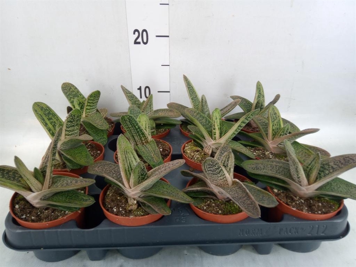 <h4>Gasteria  'Little Warty'</h4>