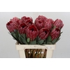 Protea Sharon