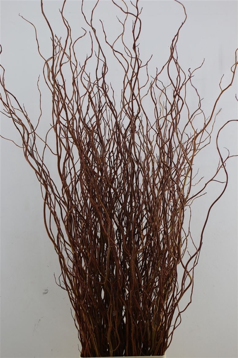 <h4>Salix Gold Bunch</h4>