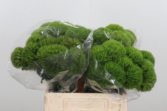 <h4>Di Barb Kiwi Mellow</h4>