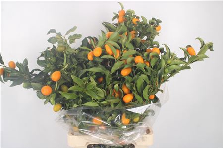 <h4>Kumquat Per Stem</h4>