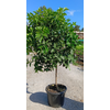 Citrus sinensis