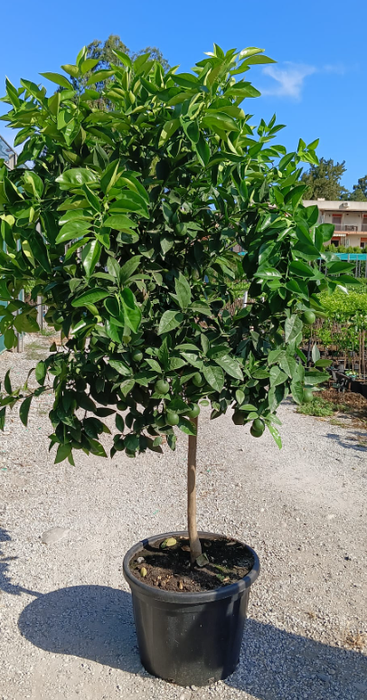 <h4>Citrus sinensis</h4>