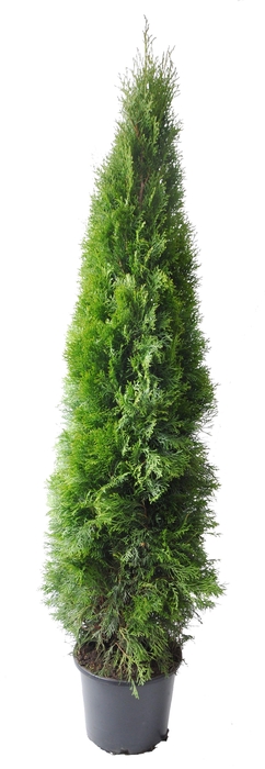 <h4>Thuja occ. Smaragd, plantmaat 160-180 cm - Rondgestoken -</h4>
