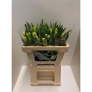 Tu Gefr Rebellious Yellow