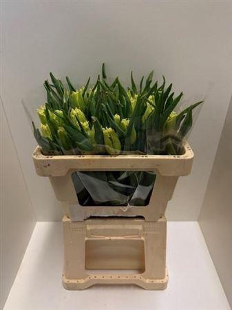 <h4>Tu Gefr Rebellious Yellow</h4>