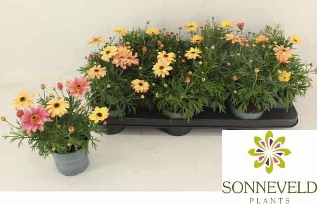 <h4>ARG MAD CR MERLOT</h4>