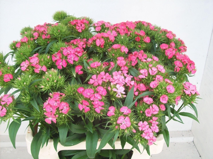 <h4>DI BARB BARBARELLA ZALMROZE</h4>