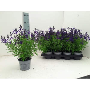 SALVIA GR MIRAG BLUE