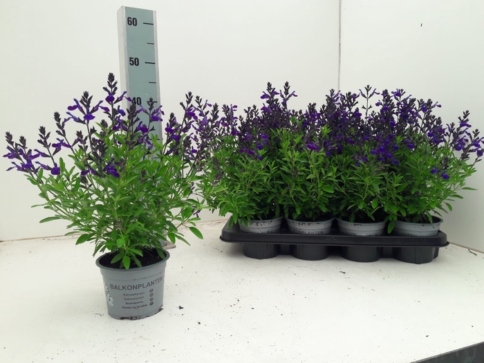<h4>SALVIA GR MIRAG BLUE</h4>