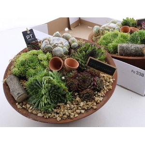ARR SEMPERVIVUM