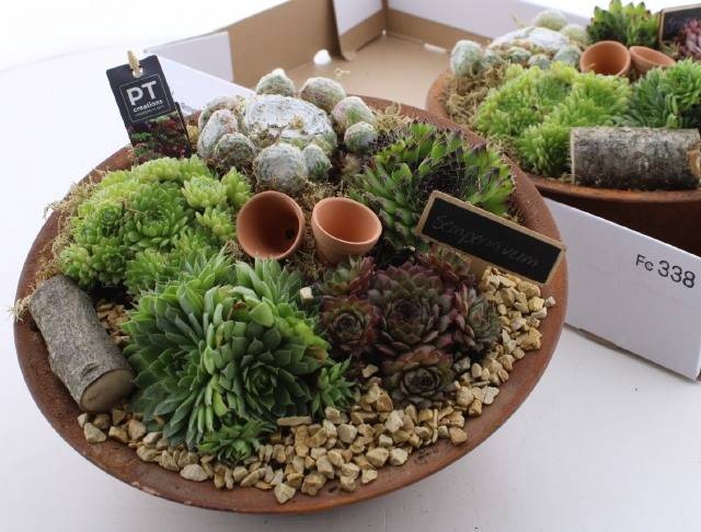 <h4>ARR SEMPERVIVUM</h4>
