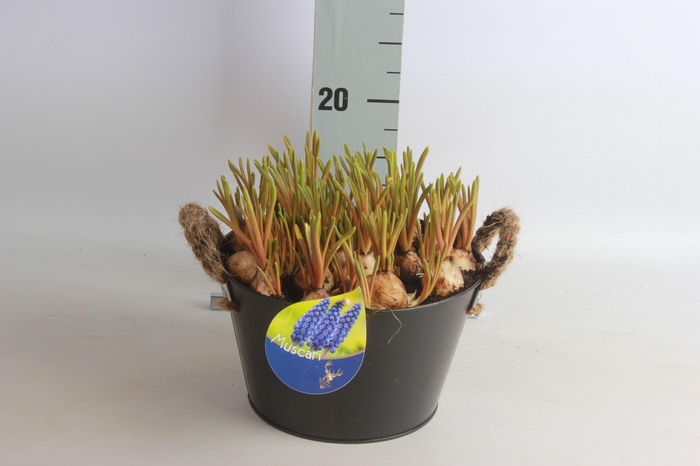 <h4>ARR MUSCARI</h4>