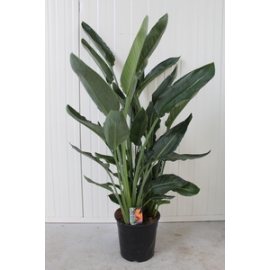 Strelitzia Reginae p24