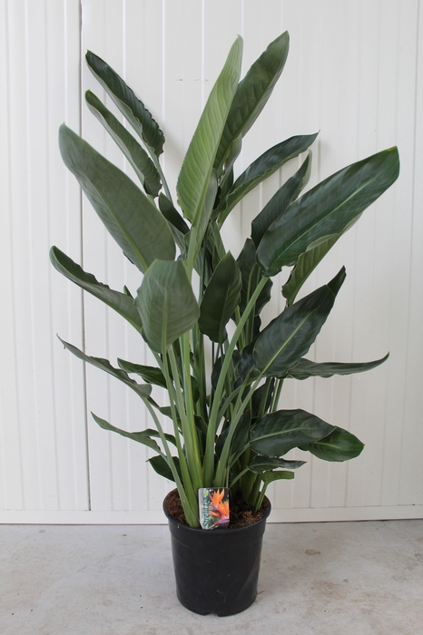 <h4>Strelitzia Reginae p24</h4>