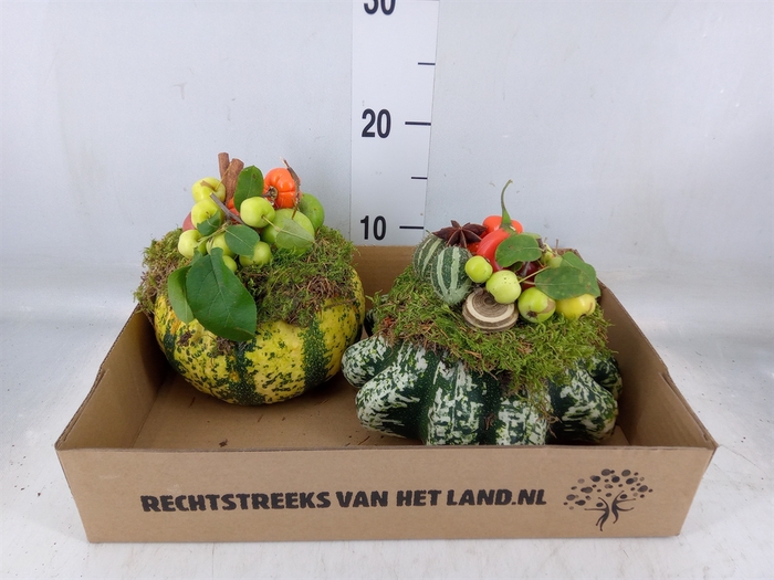 <h4>Cucurbita</h4>