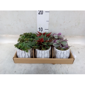 Arr.   Kamerplant Groen L%