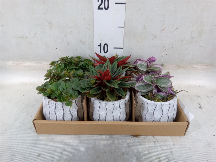 <h4>Arr.   Kamerplant Groen L%</h4>