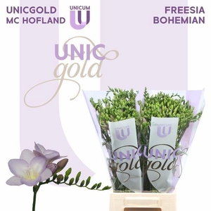 Freesia enk Bohemian