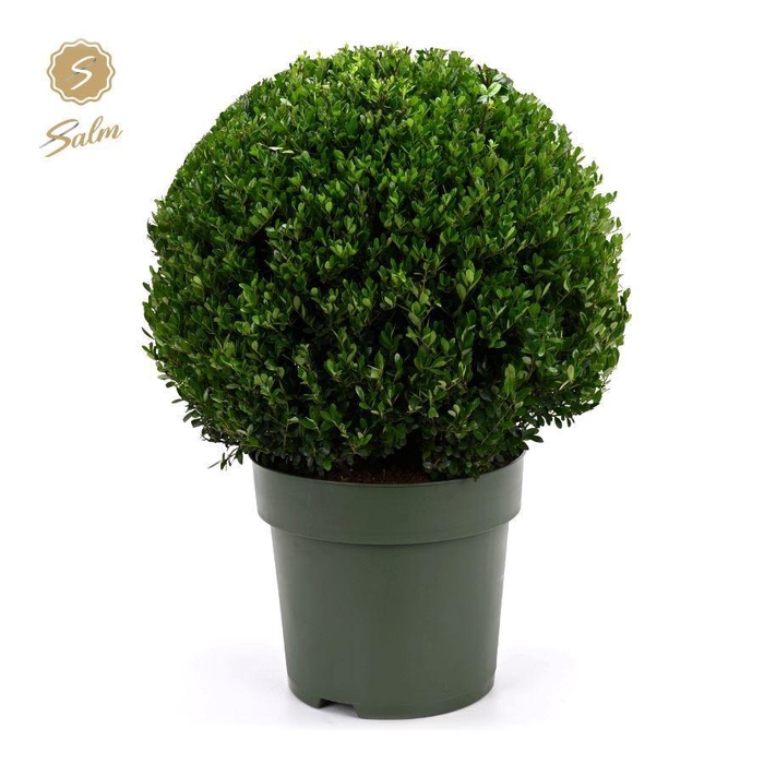 <h4>Ilex crenata 'Jenny'® Ball Ø50cm P33</h4>