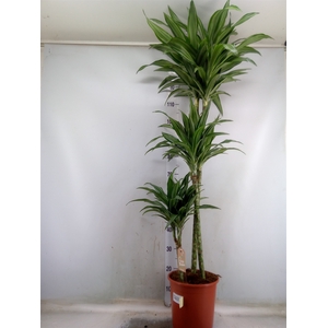 Dracaena fr de 'Ulises'