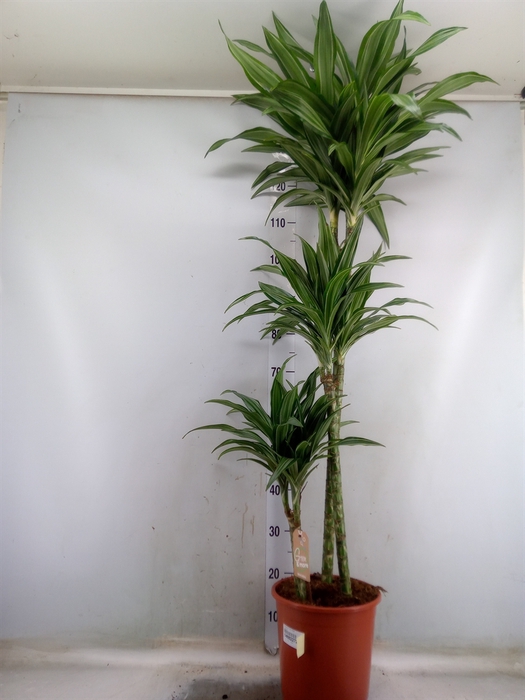 <h4>Dracaena fr de 'Ulises'</h4>