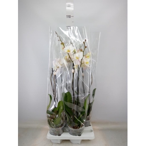 Phalaenopsis   ...white