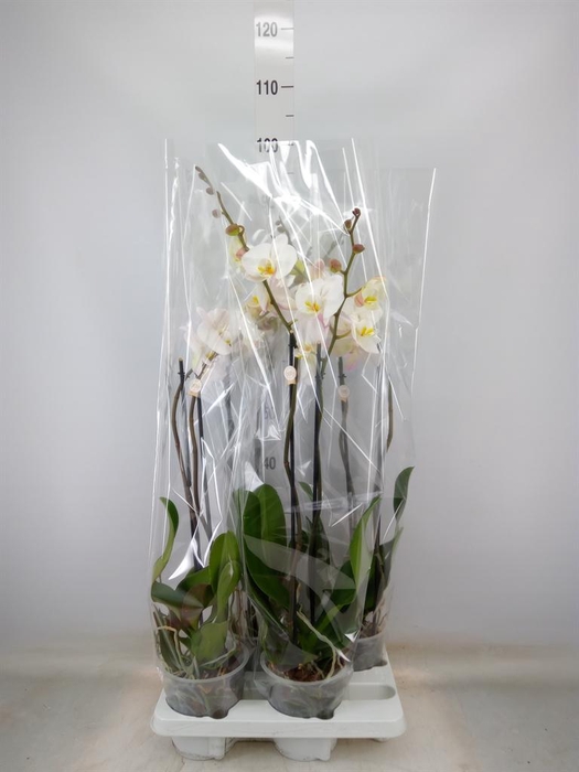 <h4>Phalaenopsis   ...white</h4>