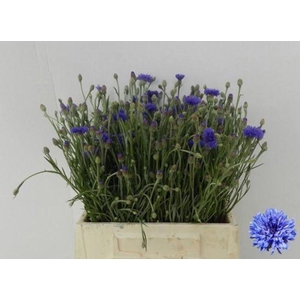CENTAUREA CYANUS CENTAU CYANUS