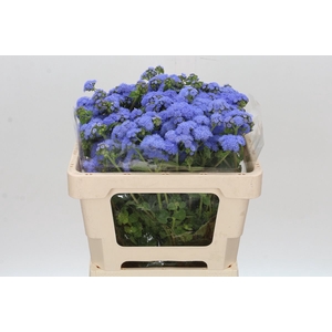 AGER H BLUE PLANET