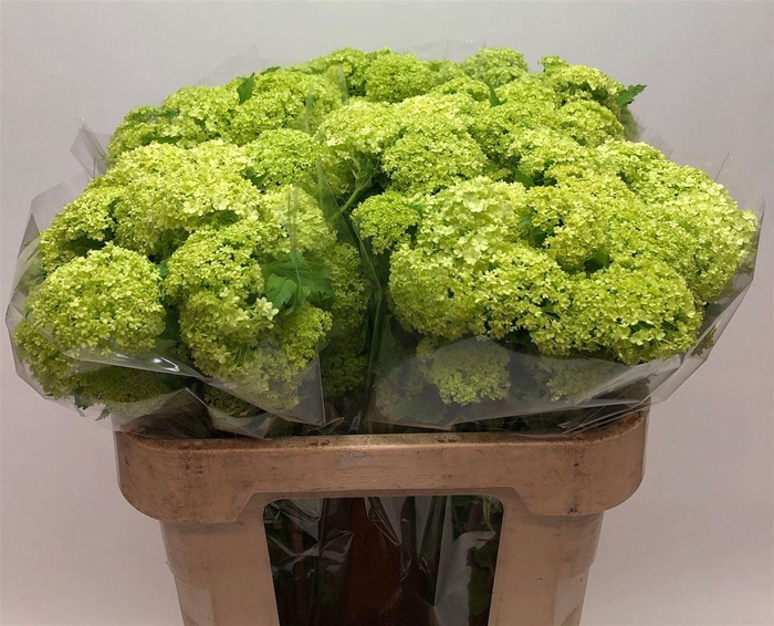 <h4>Viburnum Roseum St</h4>