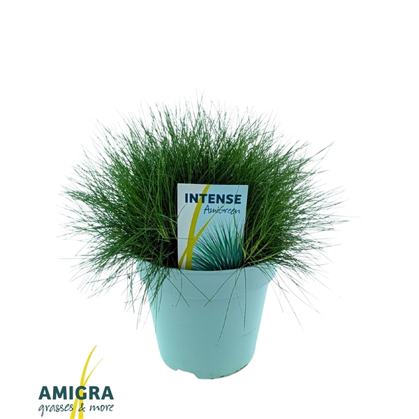 <h4>Festuca gautieri AmiGreen®</h4>