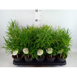 Asparagus falcatus