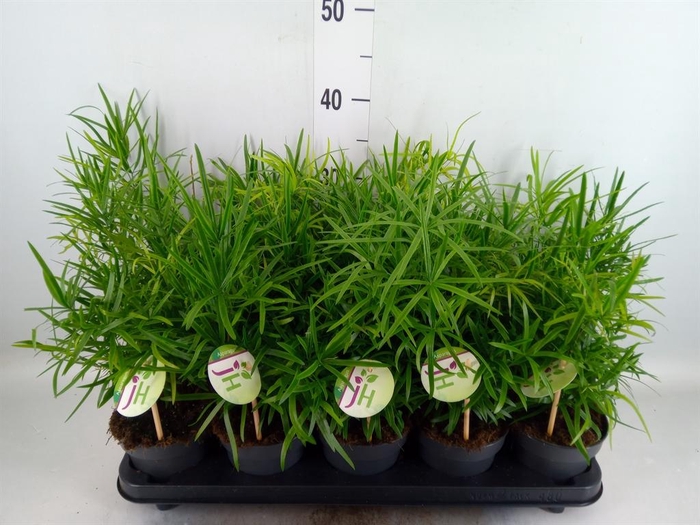 <h4>Asparagus falcatus</h4>