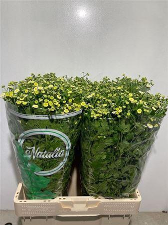 <h4>Tana Pa Rio</h4>