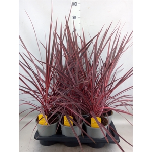 Cordyline   ...
