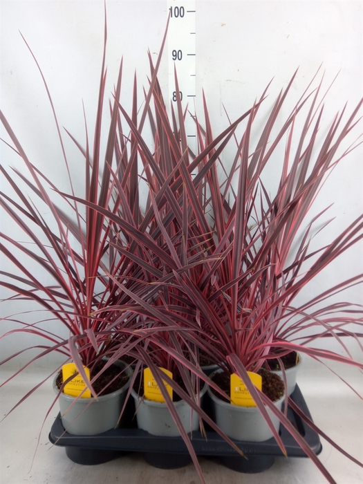 <h4>Cordyline   ...</h4>
