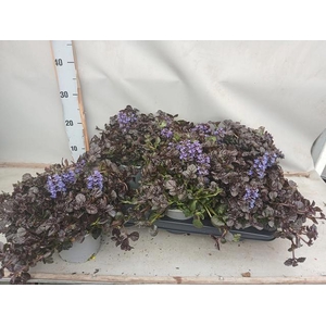 AJUGA FF N NIGHTINGA