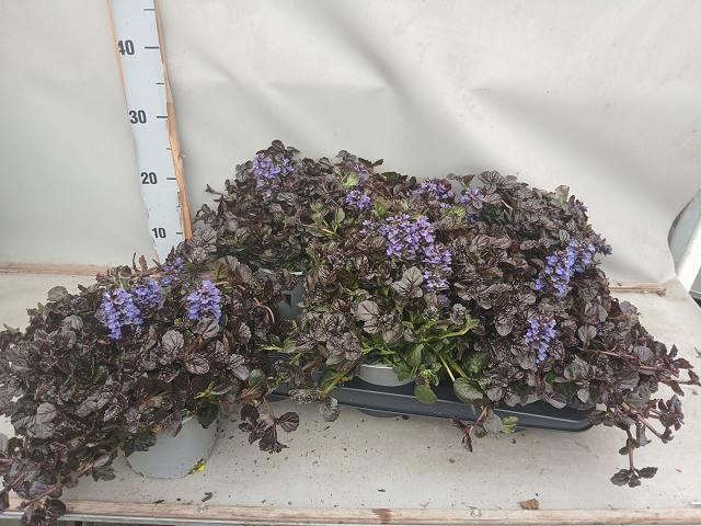 <h4>AJUGA FF N NIGHTINGA</h4>